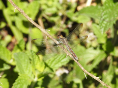Erythrodiplax atroterminata