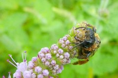 Andrena flavipes