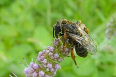 Andrena flavipes