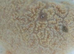 Botrylloides magnicoecus