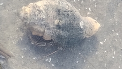 Clibanarius vittatus