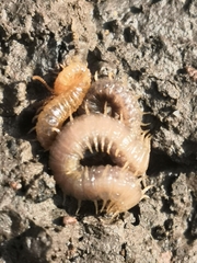 Henia vesuviana