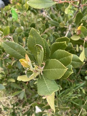 Heteromeles arbutifolia