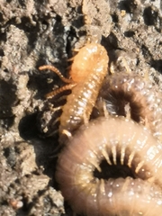 Henia vesuviana