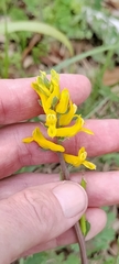 Corydalis micrantha