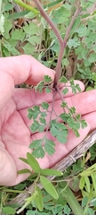 Corydalis micrantha