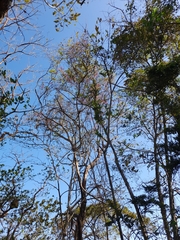 Handroanthus