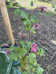 Ribes sanguineum