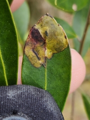 Phytomyza glabricola