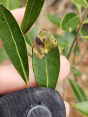 Phytomyza glabricola