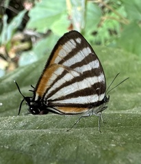 Arawacus lincoides