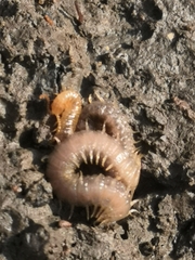 Henia vesuviana
