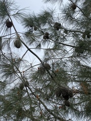 Pinus sabiniana