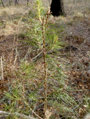 Pinus clausa