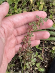 Ludwigia microcarpa