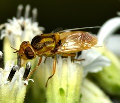 Hedriodiscus trivittatus