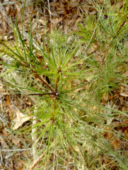 Pinus clausa