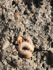 Henia vesuviana