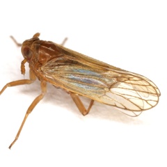Javesella pellucida
