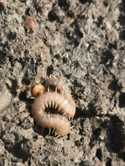 Henia vesuviana