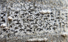 Arthonia radiata