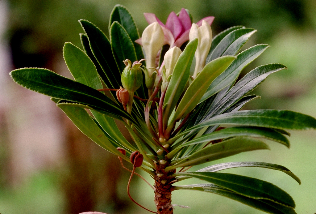 Sclerotheca seigelii