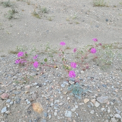 Abronia villosa