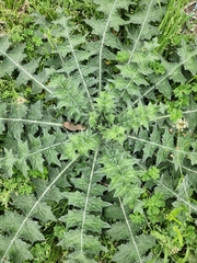 Cirsium texanum