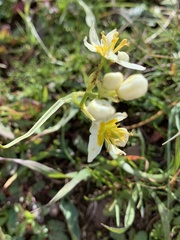 Toxicoscordion fremontii