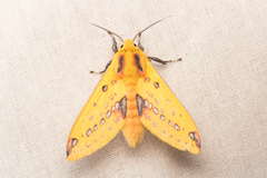 Symphlebia