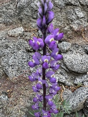 Lupinus arizonicus
