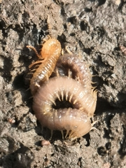 Henia vesuviana
