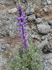 Lupinus arizonicus