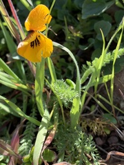 Viola pedunculata pedunculata