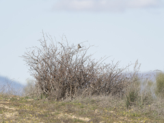 Passer hispaniolensis