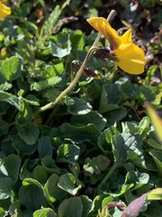 Viola pedunculata pedunculata