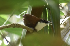 Pheugopedius fasciatoventris