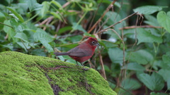 Coryphospingus cucullatus