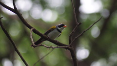 Arremon flavirostris