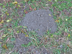 Talpa europaea