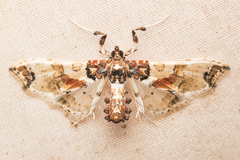 Neoleucinodes elegantalis