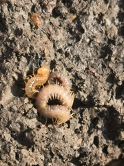 Henia vesuviana
