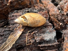 Euglandina rosea