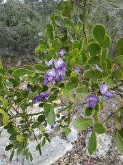 Dermatophyllum secundiflorum