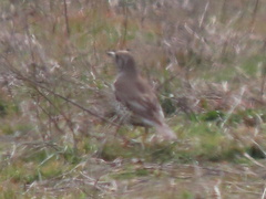 Turdus viscivorus