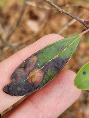 Phytomyza glabricola