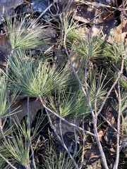 Pinus strobus
