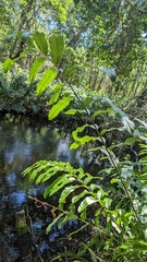 Acrostichum danaeifolium