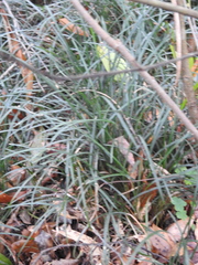 Ophiopogoneae