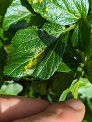 Puccinia smyrnii